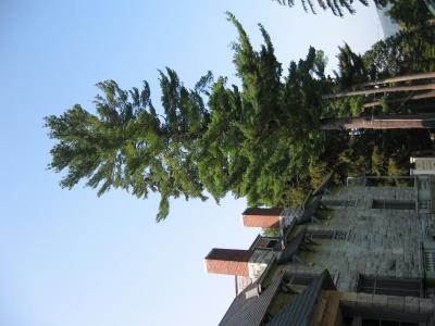 PineTreeoutfrontofthemainHouseinearlymorning